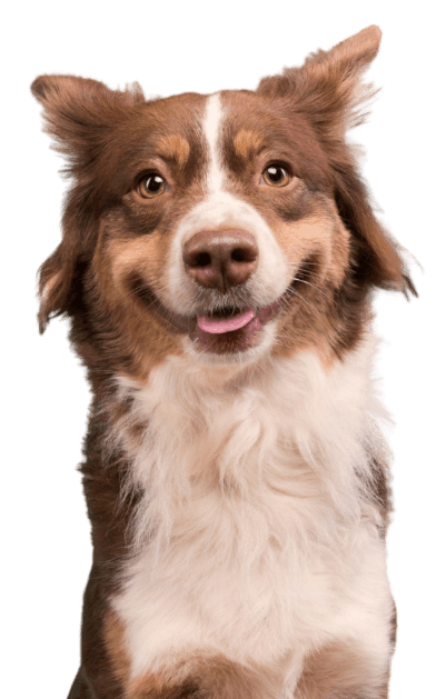 Basic Bath for Dogs
