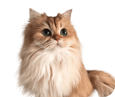 Basic Bath for Cats